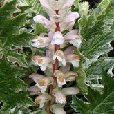 Acanthe White Water - Acanthus hybride whitewater - Plantes