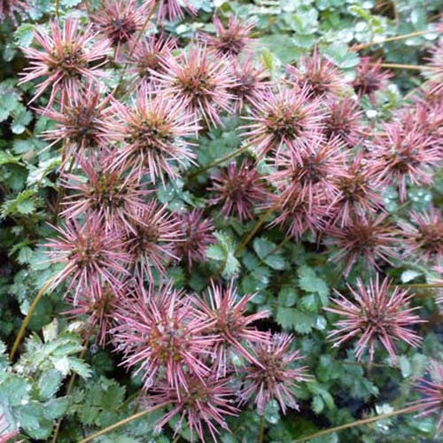 3 Lampourdes à petites feuilles Dichte Matte - Acaena microphylla dichte matte - Plantes