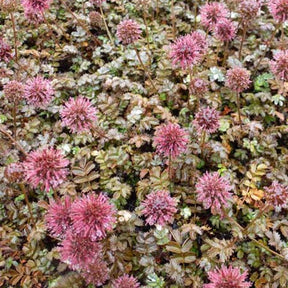 3 Lampourdes à petites feuilles Kupferteppich - Acaena microphylla kupferteppich - Plantes