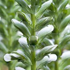 Acanthe molle Rue Ledan - Acanthus mollis rue ledan - Plantes