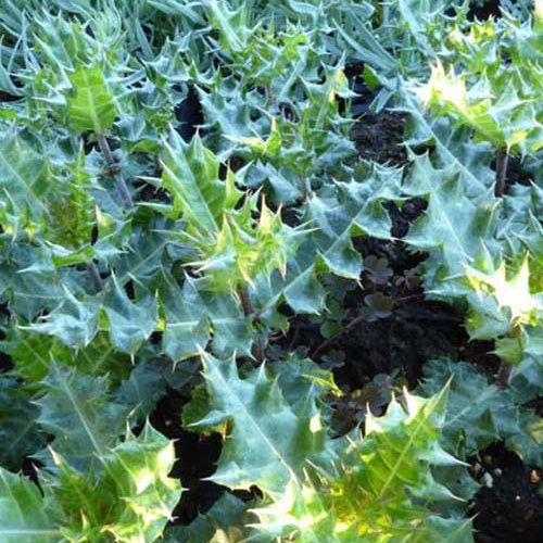 Acanthe sennii - Acanthus sennii - Plantes