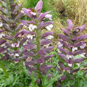 Acanthe épineuse - Acanthus spinosus - Plantes