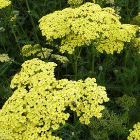 Achillée Credo - Achillea hybride credo - Plantes