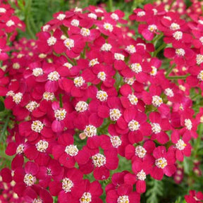 3 Achillées Petra - Achillea hybride petra - Plantes