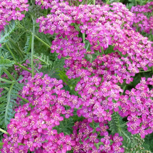 3 Achillées Velour - Achillea hybride velour - Plantes