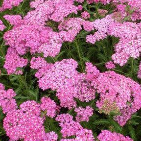 Achillée millefeuille Excel - Achillea millefolium excel - Plantes