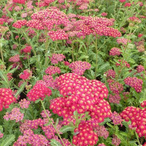 Achillée millefeuille Summerwine - Achillea millefolium summerwine - Plantes