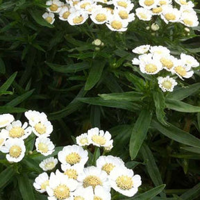 3 Achillées sternutatoires Nana Compacta - Achillea ptarmica nana compacta - Plantes