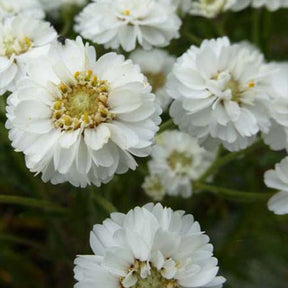 3 Boutons d'argent The Pearl - Achillea ptarmica the pearl - Plantes