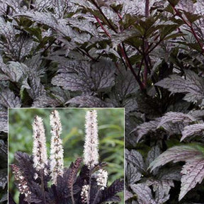 Cierge d'argent Black Negligée - Actaea simplex black negligee - Plantes