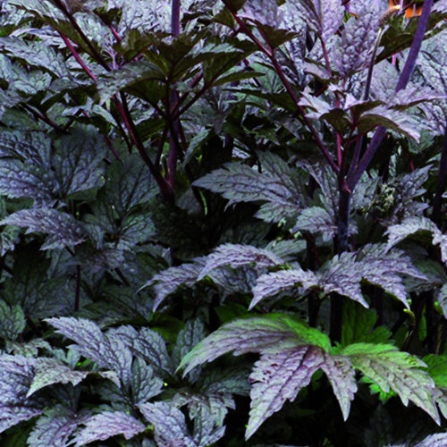 Cierge d'argent Black Negligée - Actaea simplex black negligee - Plantes vivaces