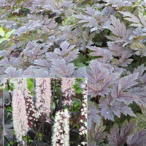 Cierge d'argent Chocoholic - Actaea chocoholic - Plantes