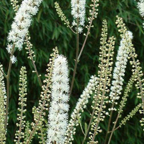 Cimifuga Prichards Giant - Actaea simplex prichards giant - Plantes