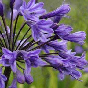 Agapanthe Black Buddhist - Agapanthus black buddhist - Plantes