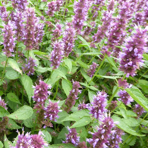 Agastache Beelicious Purple - Agastache agapd beelicious® purple - Plantes