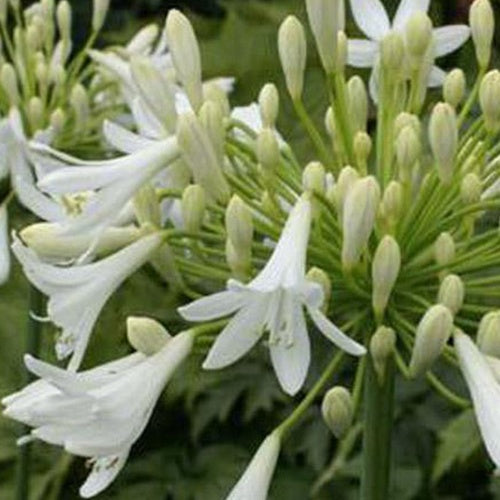 Agapanthe Headbourne White - Agapanthus headbourne white - Plantes