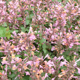 Agastache Kudos Ambrosia - Agastache kudos ambrosia - Plantes