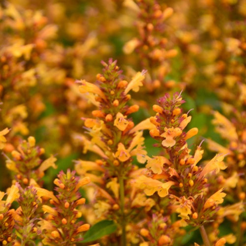 Agastache Kudos Gold - Agastache kudos gold - Plantes