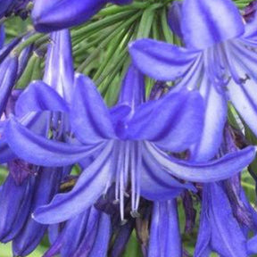 Agapanthe Northern Star - Agapanthus northern star - Plantes