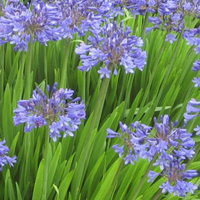 Agapanthe Peter Pan American - Agapanthus peter pan american - Plantes