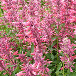 Agastache mexicana Red Fortune - Agastache mexicana red fortune - Plantes