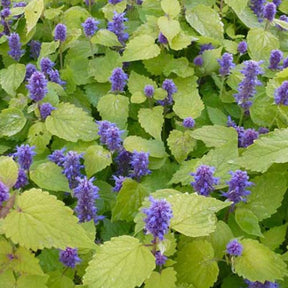 Menthe-réglisse Golden Jubilee - Agastache rugosa golden jubilee - Plantes