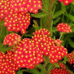 Achillée millefeuille Safran - Achillea millefolium safran - Plantes