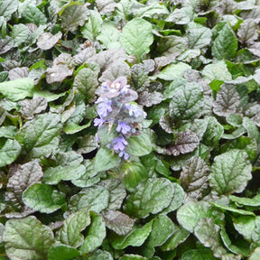 Bugle rampante Braunherz - Ajuga reptans braunherz - Plantes