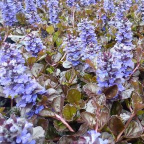 Bugle rampante Black Scallop - Ajuga reptans black scallop - Plantes