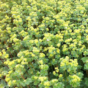 3 Alchemilles erythropoda - Alchemilla erythropoda - Plantes