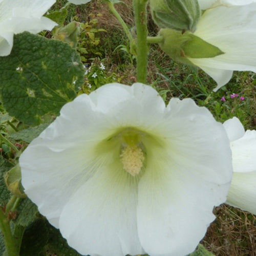 Rose trémière Polarstar - Alcea rosea polarstar spotlight series - Plantes