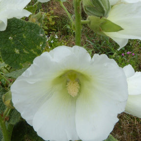 Rose trémière Polarstar - Alcea rosea polarstar spotlight series - Plantes