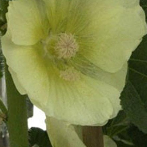 Rose trémière Sunshine - Alcea rosea sunshine - Plantes