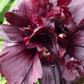 3 Roses trémière double Violet - Alcea rosea chaters double group violet - Plantes