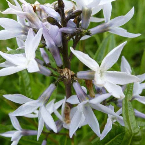 Amsonie ciliée - Amsonia ciliata - Plantes