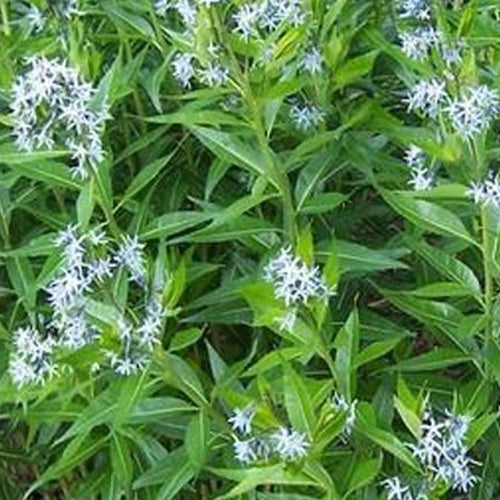 Etoile bleue à feuillage remarquable - Amsonia illustris - Plantes