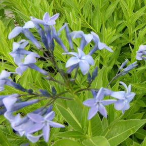 Amsonie orientale - Amsonia orientalis - Plantes