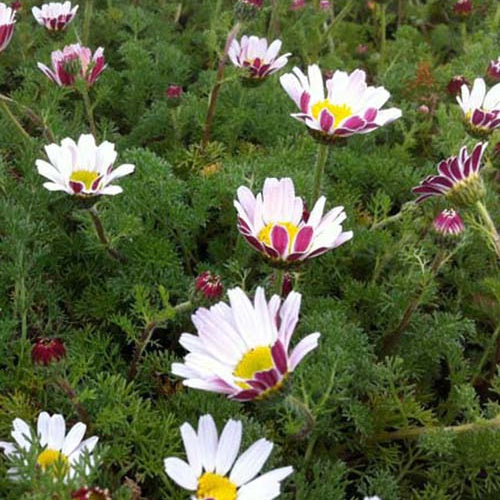 3 Camomilles marocaines Depressus - Anacyclus pyrethrum var. depressus - Plantes