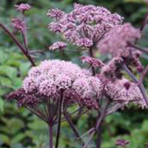 Angélique des bois Vicar's Mead - Angelica sylvestris vicars mead - Plantes