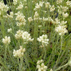 3 Pieds de chats boréaux - Antennaria dioica var. borealis - Plantes