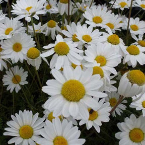 3 Camomilles Karpatenschnee - Anthemis carpatica karpatenschnee - Plantes