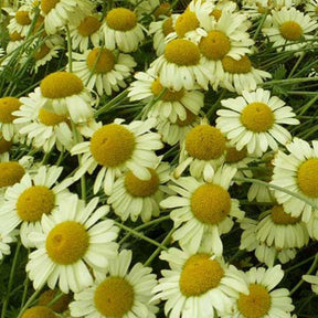 3 Œils de bœuf E.C. Buxton - Anthemis x hybrida e.c. buxton - Plantes