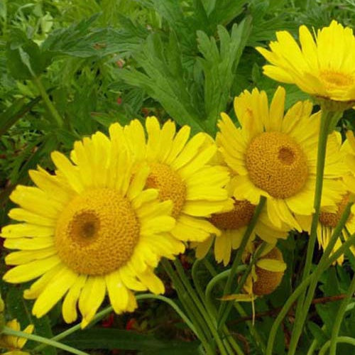 3 Œils de bœuf Kelwayi - Anthemis x hybrida kelwayi - Plantes