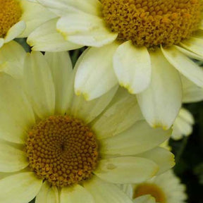 Oeil de bœuf Susanna Mitchell - Anthemis susanna mitchell - Plantes