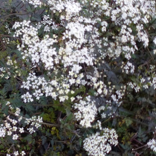 Cerfeuil Ravenswing - Anthriscus sylvestris ravenswing - Plantes