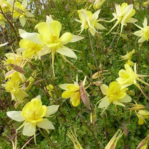 3 Ancolies Maxistar - Aquilegia maxistar - Plantes