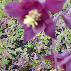 Ancolie noirâtre - Aquilegia atrata - Plantes