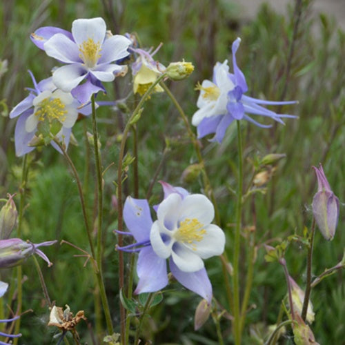 3 Ancolies bleues - Aquilegia coerulea - Plantes