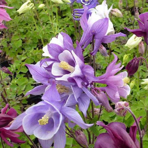 3 Ancolies Biedermeier - Aquilegia biedermeier - Plantes