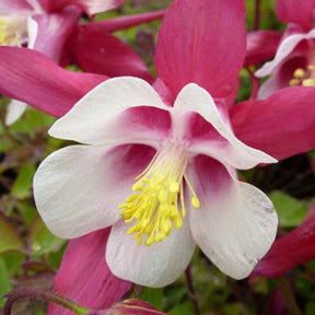 3 Ancolies Crimson Star - Aquilegia crimson star - Plantes